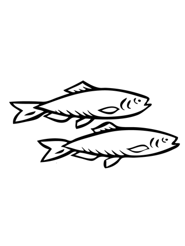 Two Herring Fishes Coloring Page